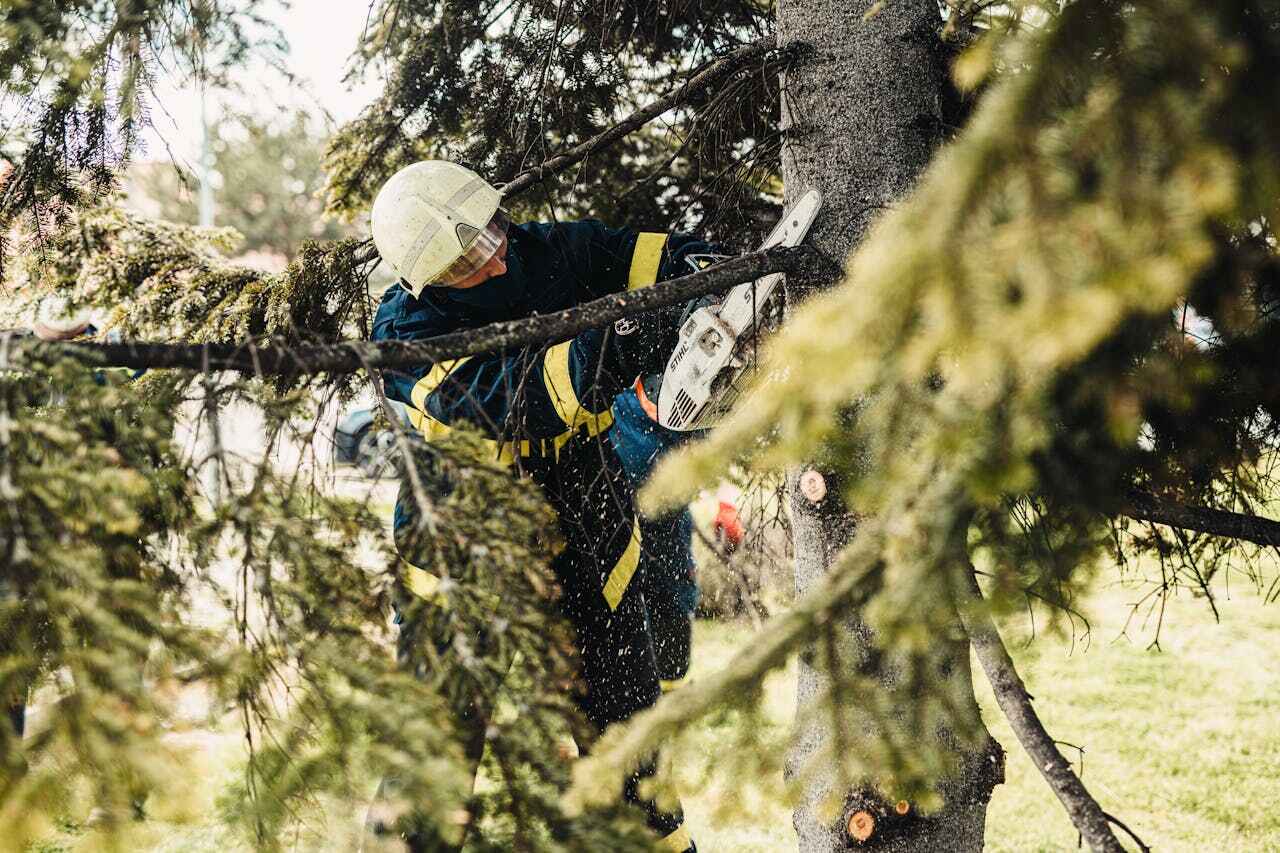 Residential Tree Removal in Lynn Haven, FL